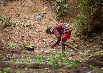 AfDB initiative boosting food security in Africa through sustainable farming