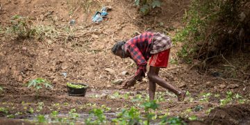 AfDB initiative boosting food security in Africa through sustainable farming