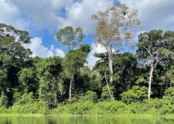 “Ecosystem benefits Congo Basin forests delivering carbon offset projects and improved forest governance in Congo Basin.”