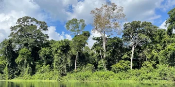 “Ecosystem benefits Congo Basin forests delivering carbon offset projects and improved forest governance in Congo Basin.”