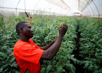 Boosting Food Security Through Climate-Smart Agriculture in Nigeria