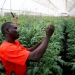 Boosting Food Security Through Climate-Smart Agriculture in Nigeria