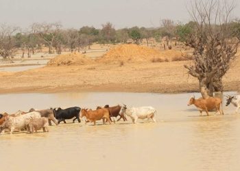 resilience funding programs supporting wetlands protection strategies in the Sahel