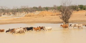 resilience funding programs supporting wetlands protection strategies in the Sahel