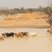 resilience funding programs supporting wetlands protection strategies in the Sahel