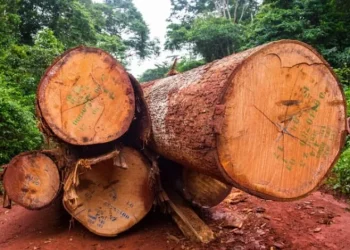 rainforest restoration efforts in Africa amid rising carbon emissions
