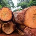 rainforest restoration efforts in Africa amid rising carbon emissions