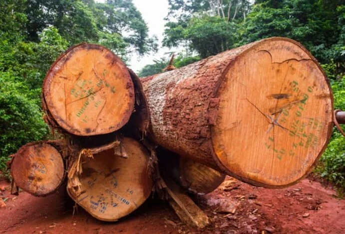 rainforest restoration efforts in Africa amid rising carbon emissions
