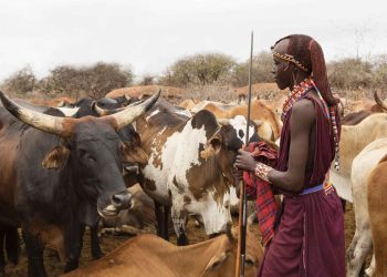 collaborative livestock health strategy supporting disease control and livestock management in Eastern Africa