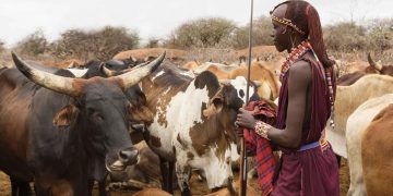 collaborative livestock health strategy supporting disease control and livestock management in Eastern Africa