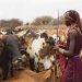 collaborative livestock health strategy supporting disease control and livestock management in Eastern Africa