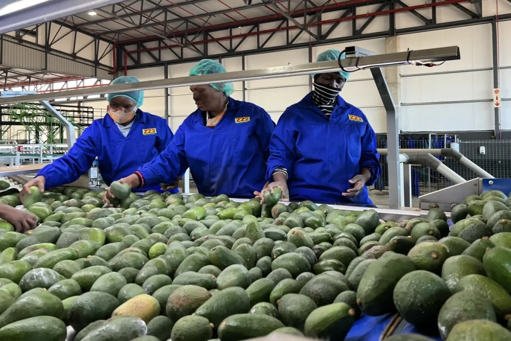 South Africa-China economic ties strengthen as Pretoria diversifies exports to China