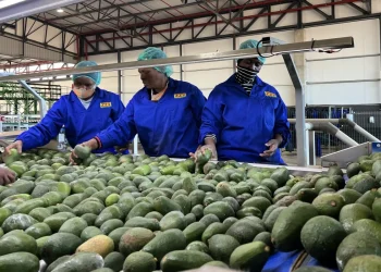 South Africa-China economic ties strengthen as Pretoria diversifies exports to China