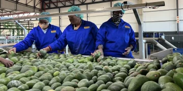 South Africa-China economic ties strengthen as Pretoria diversifies exports to China