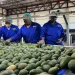 South Africa-China economic ties strengthen as Pretoria diversifies exports to China