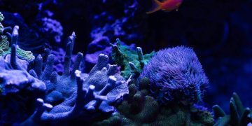 Merck Foundation scholarships empower healthcare professionals and promote medical education in Africa.