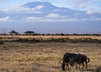 Wildlife conservation efforts for animal species preservation in Sub-Saharan Africa