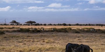 Wildlife conservation efforts for animal species preservation in Sub-Saharan Africa