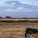 Wildlife conservation efforts for animal species preservation in Sub-Saharan Africa