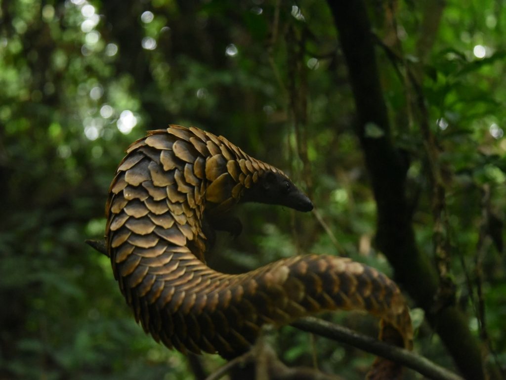 species protection measures for African pangolins iucn species protection protecting pangolin species