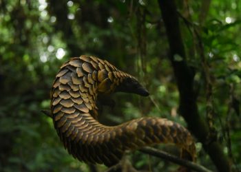 species protection measures for African pangolins iucn species protection protecting pangolin species