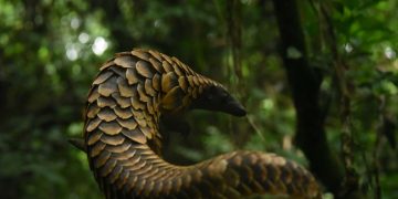 species protection measures for African pangolins iucn species protection protecting pangolin species