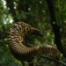 species protection measures for African pangolins iucn species protection protecting pangolin species