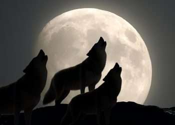 wolf full moon January 2026 supermoon brightness