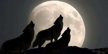 wolf full moon January 2026 supermoon brightness