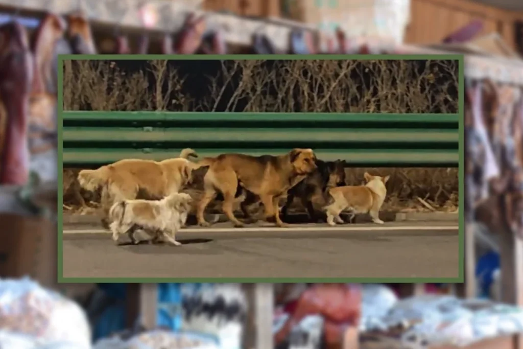 Miracle! 7 Dogs in China Lead Viral Great Escape From Van