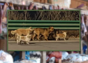 Miracle! 7 Dogs in China Lead Viral Great Escape From Van