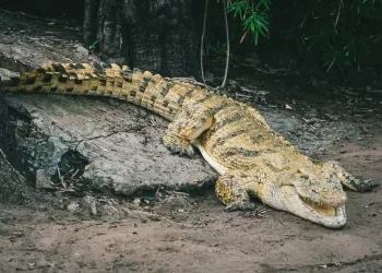 Crocodiles Invade Victoria Falls Hotels: 2026 Wildlife Surge