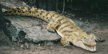 Crocodiles Invade Victoria Falls Hotels: 2026 Wildlife Surge