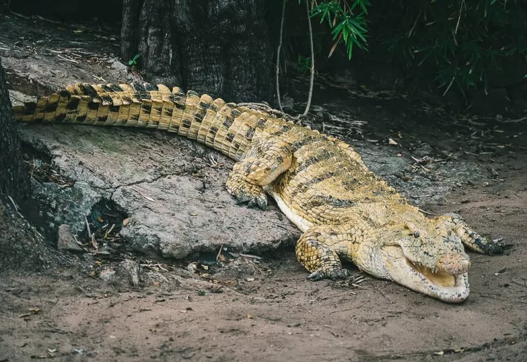 Crocodiles Invade Victoria Falls Hotels: 2026 Wildlife Surge
