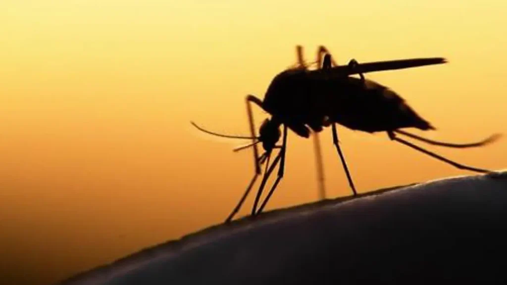 Malaria Outbreak 2026: Gauteng Cases and Deaths Double