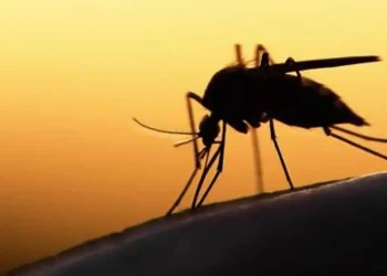 Malaria Outbreak 2026: Gauteng Cases and Deaths Double