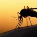 Malaria Outbreak 2026: Gauteng Cases and Deaths Double