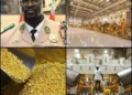 Guinea Raw Gold Export Ban Forces Local Refining