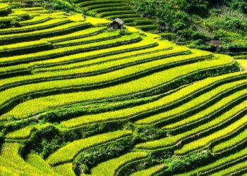 Building Stone Terraces to Support Sustainable Agriculture in Eritrea