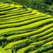 Building Stone Terraces to Support Sustainable Agriculture in Eritrea